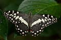 086 Afrikanischer Schwalbenschwanz - Papilio demedocus